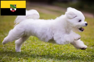 Lees meer over het artikel Maltezer fokkers en pups in Saksen-Anhalt