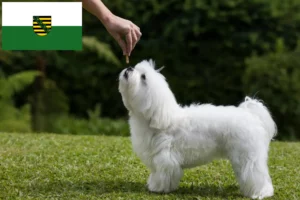Lees meer over het artikel Maltezer fokkers en pups in Saksen
