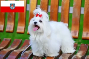 Lees meer over het artikel Maltezer fokkers en pups in Thüringen