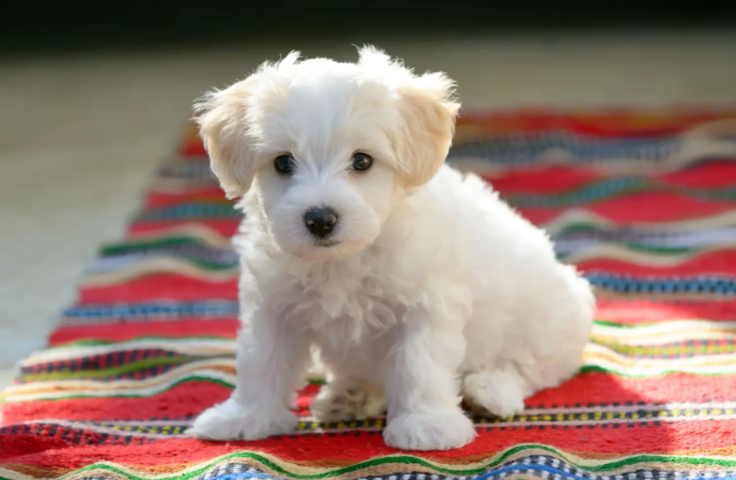 Een Maltezer puppy kopen betekent verantwoordelijkheid nemen! Maltezer puppy's kopen.