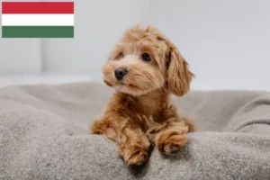 Lees meer over het artikel Maltipoo fokkers en pups in Hongarije