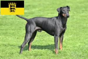 Lees meer over het artikel Manchester Terrier fokkers en pups in Baden-Württemberg