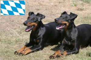 Lees meer over het artikel Manchester Terrier fokkers en puppies in Beieren