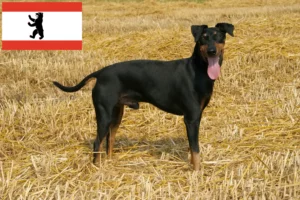 Lees meer over het artikel Manchester Terrier fokkers en pups in Berlijn