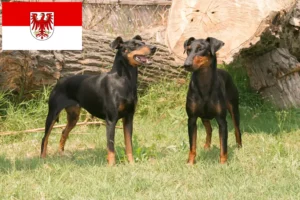 Lees meer over het artikel Manchester Terrier fokkers en pups in Brandenburg