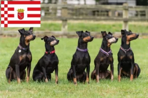 Lees meer over het artikel Manchester Terrier fokker en pups in Bremen