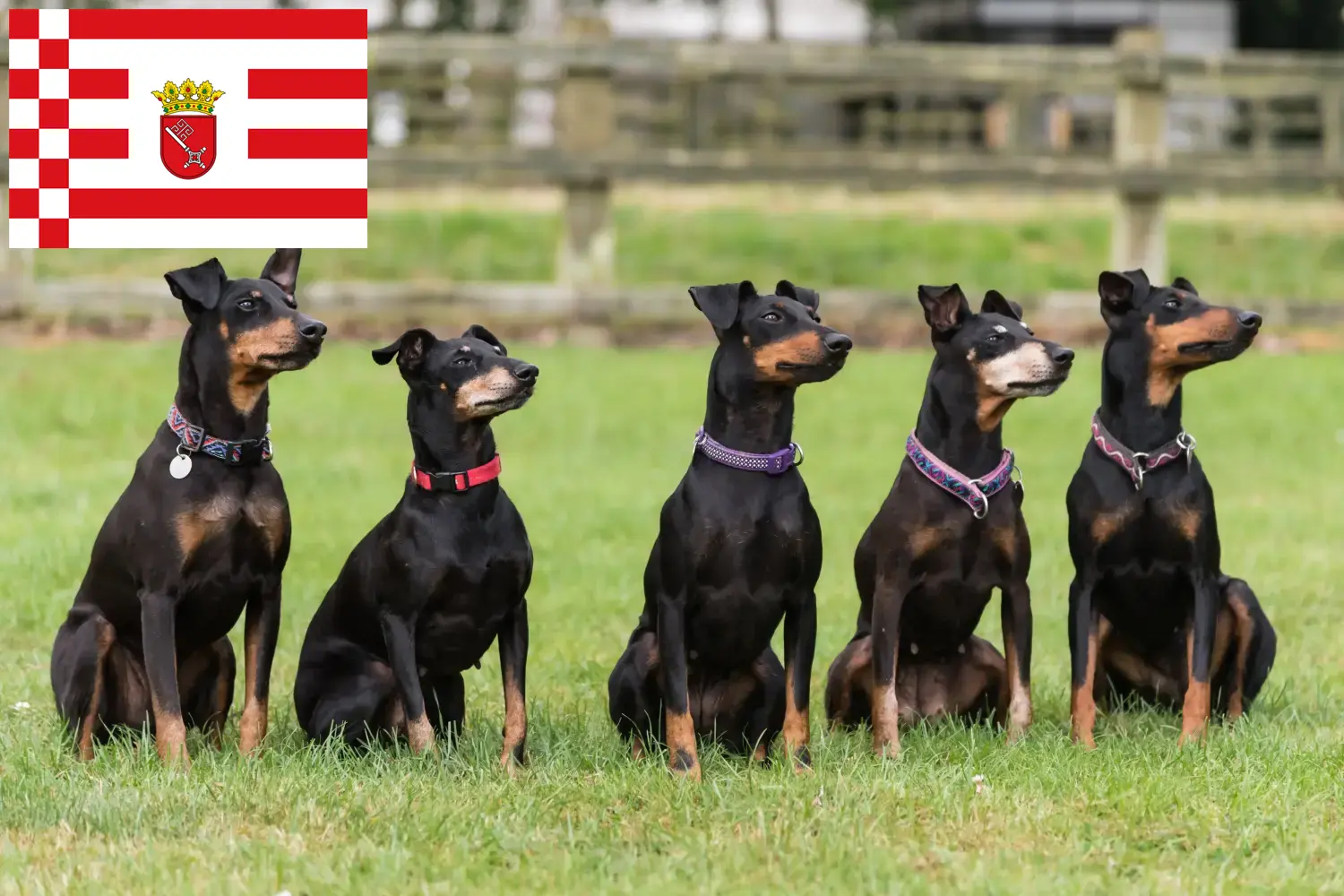Manchester Terrier puppies en fokkers Bremen Vind hier Manchester Terrier fokkers in Bremen.