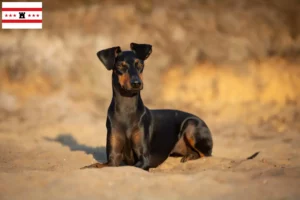 Lees meer over het artikel Manchester Terrier fokkers en pups in Drenthe