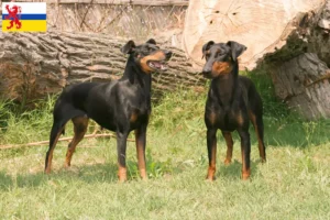 Lees meer over het artikel Manchester Terrier fokker en pups in Limburg