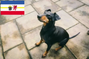 Lees meer over het artikel Manchester Terrier fokkers en pups in Mecklenburg-Vorpommern