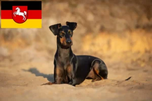 Lees meer over het artikel Manchester Terrier fokkers en pups in Nedersaksen