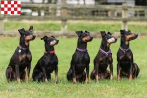 Lees meer over het artikel Manchester Terrier fokkers en pups in Noord-Brabant