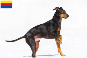 Lees meer over het artikel Manchester Terrier fokkers en pups in Noord-Holland