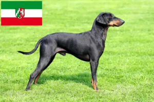 Lees meer over het artikel Manchester Terrier fokkers en pups in Noordrijn-Westfalen