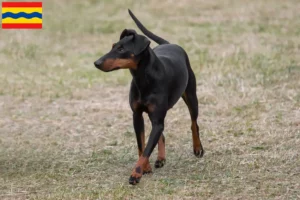 Lees meer over het artikel Manchester Terrier fokkers en pups in Overijssel