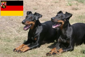 Lees meer over het artikel Manchester Terrier fokkers en pups in Rijnland-Palts