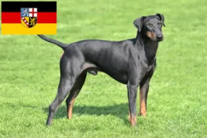 Lees meer over het artikel Manchester Terrier fokkers en pups in Saarland