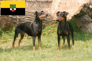 Lees meer over het artikel Manchester Terrier fokkers en pups in Saksen-Anhalt