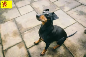 Lees meer over het artikel Manchester Terrier fokkers en pups in Zuid-Holland