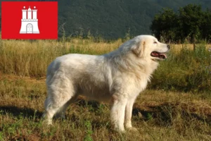 Lees meer over het artikel Maremma Abruzzi Herdershonden fokkers en pups in Hamburg