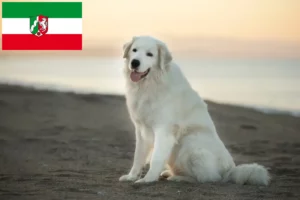 Lees meer over het artikel Maremma Abruzzi Herdershonden fokkers en pups in Noordrijn-Westfalen