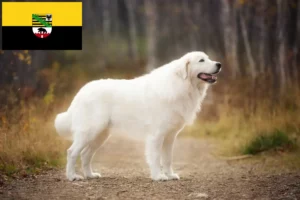 Lees meer over het artikel Maremma Abruzzi Herdershonden fokkers en pups in Saksen-Anhalt