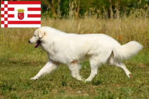 Lees meer over het artikel Maremma Abruzzi Herdershonden fokkers en pups in Bremen