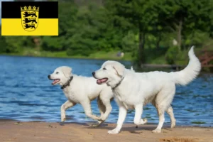 Lees meer over het artikel Maremma Abruzzi Herdershonden fokkers en pups in Baden-Württemberg