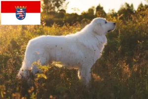 Lees meer over het artikel Maremma Abruzzi Herdershonden fokkers en pups in Hessen