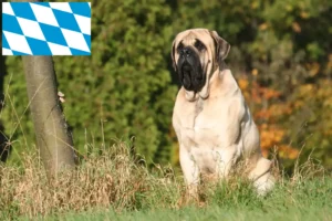 Lees meer over het artikel Mastiff fokkers en puppies in Beieren