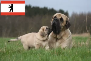 Lees meer over het artikel Mastiff fokkers en puppies in Berlijn