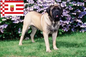 Lees meer over het artikel Mastiff fokkers en pups in Bremen