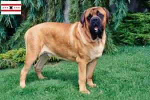 Lees meer over het artikel Mastiff fokkers en pups in Drenthe