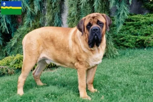 Lees meer over het artikel Mastiff fokkers en pups in Flevoland