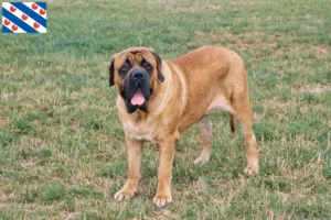 Lees meer over het artikel Mastiff fokkers en pups in Friesland