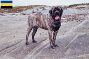 Lees meer over het artikel Mastiff fokkers en pups in Gelderland
