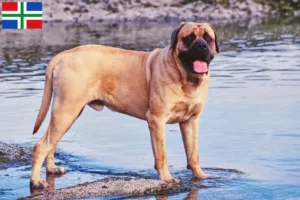 Lees meer over het artikel Mastiff fokkers en pups in Groningen