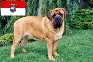 Lees meer over het artikel Mastiff fokkers en pups in Hessen