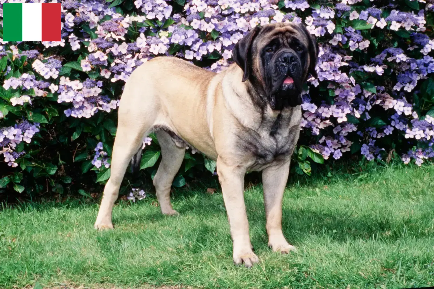 Mastiff puppy's en fokkers Italië Hier vind je Mastiff fokkers in Italië.