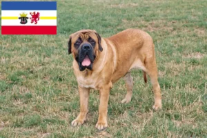 Lees meer over het artikel Mastiff fokkers en pups in Mecklenburg-Vorpommern
