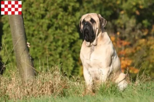 Lees meer over het artikel Mastiff fokkers en pups in Noord-Brabant