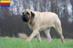 Lees meer over het artikel Mastiff fokkers en pups in Noord-Holland