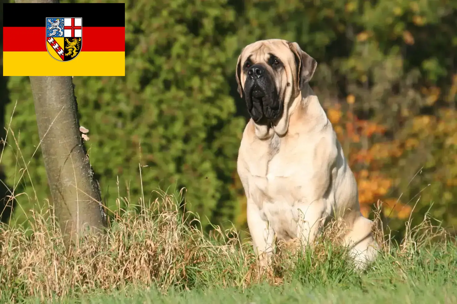 Mastiff puppy's en fokkers Saarland Hier vind je Mastiff fokkers im Saarland.