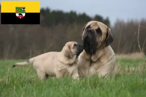 Lees meer over het artikel Mastiff fokkers en pups in Saksen-Anhalt
