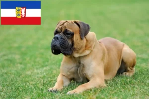 Lees meer over het artikel Mastiff fokkers en pups in Sleeswijk-Holstein