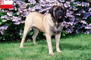 Lees meer over het artikel Mastiff fokkers en pups in Utrecht