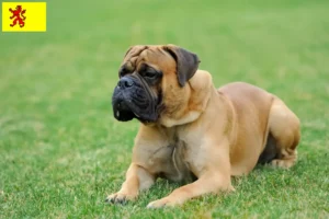 Lees meer over het artikel Mastiff fokkers en pups in Zuid-Holland