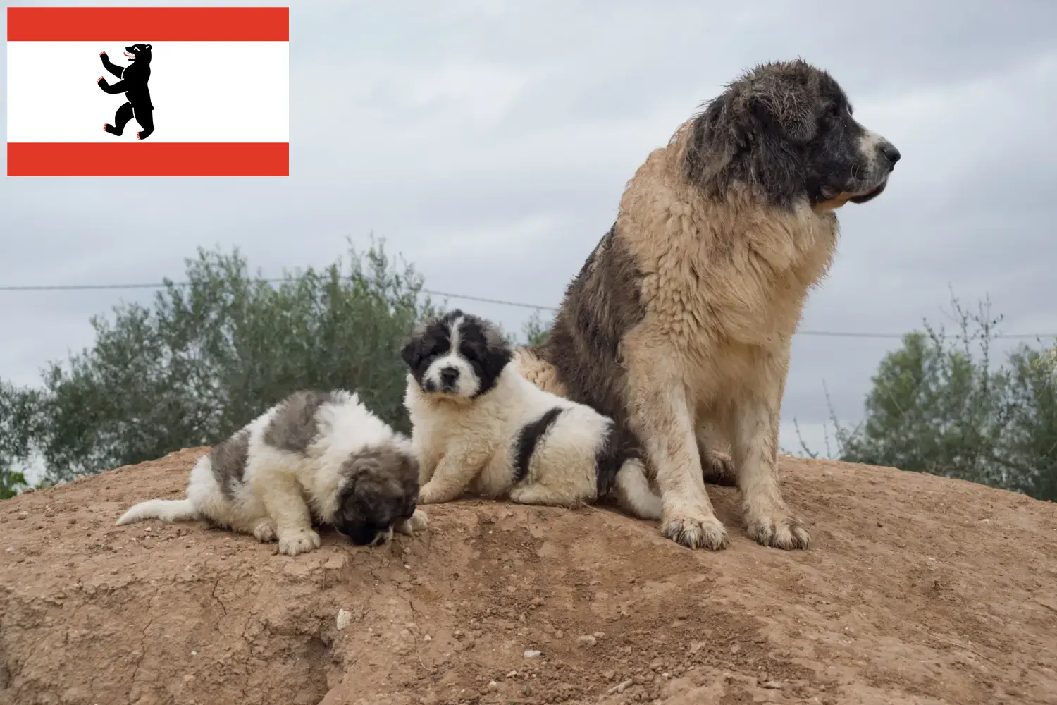 Mastín del Pirineo puppy's en fokkers Berlijn Hier vind je Mastín del Pirineos fokkers in Berlijn.