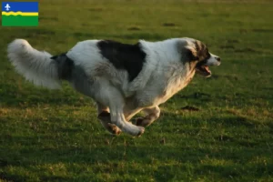Lees meer over het artikel Mastín del Pirineo fokkers en pups in Flevoland