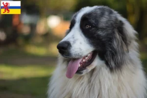 Lees meer over het artikel Mastín del Pirineo fokkers en pups in Limburg